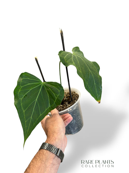 Anthurium Delta Force N.1