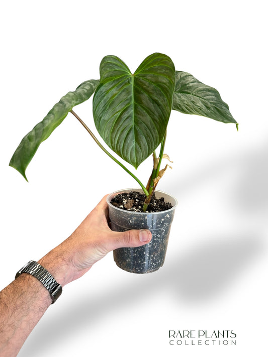 Philodendron Majestic rpc rare plants collection plante hybride verrucosum x sodiroi marcelarium