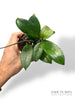 Hoya Erythrina