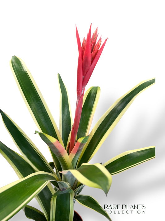 Aechmea Brasil