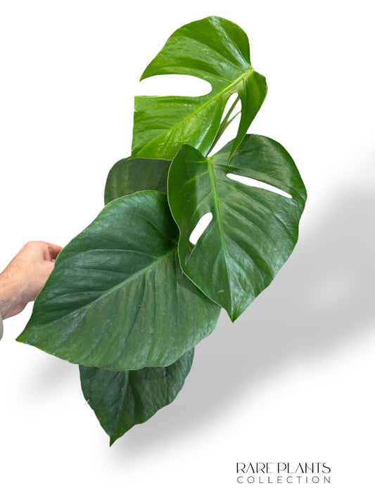 Monstera Sierrana Mexican Form