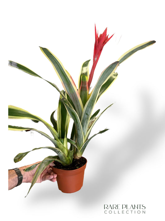 Aechmea Brasil