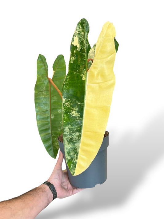 Philodendron Billietiae Variegata rare plants collection marcelarium
