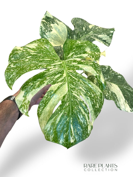 Monstera Creme Brulee