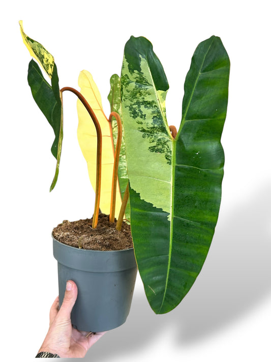 Philodendron Billietiae Variegata rare plants collection marcelarium