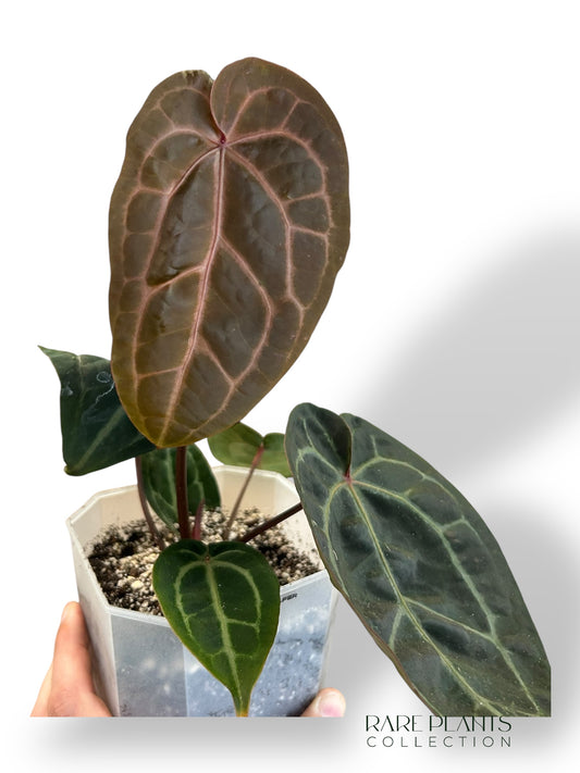 Anthurium Michelle Hot Pink x Red Velvet Cake xxl rare plants collection hybrid doc block