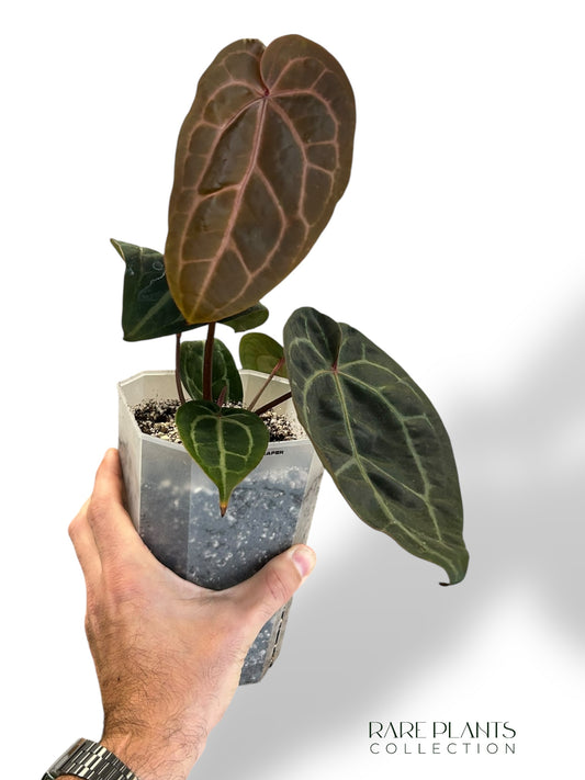 Anthurium Michelle Hot Pink x Red Velvet Cake xxl rare plants collection hybrid doc block