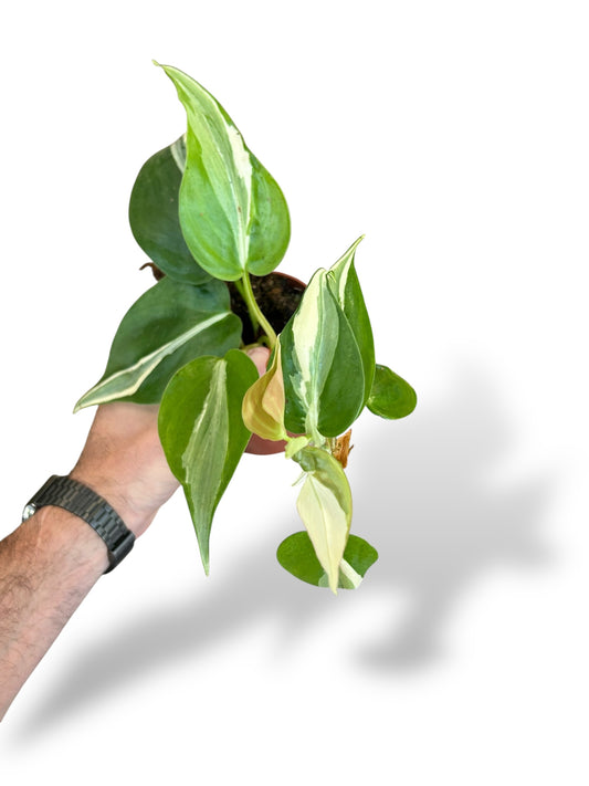 Philodendron Rio rare plants collection marcelarium