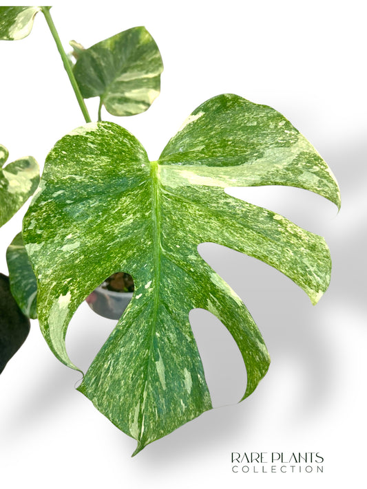Monstera Platinum