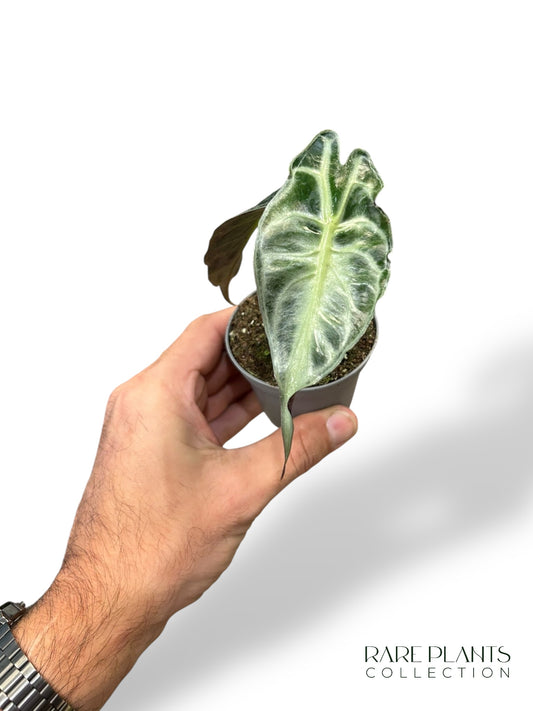 Alocasia Venom