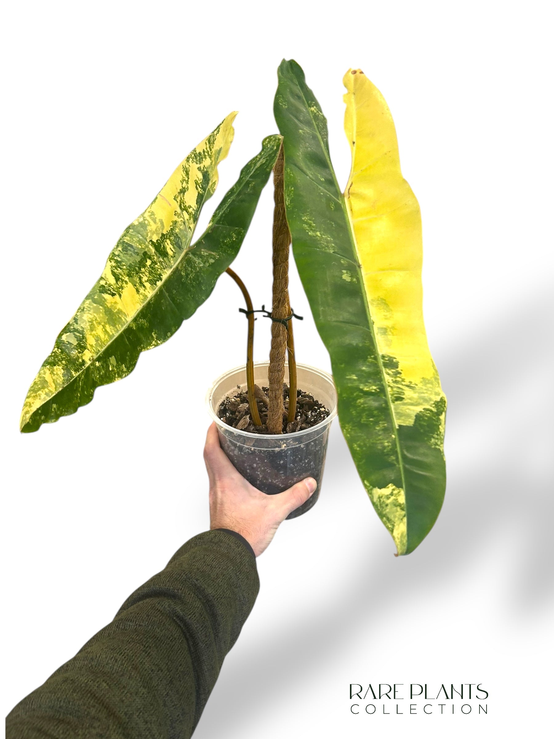 Philodendron Billietiae Variegata | Buy online