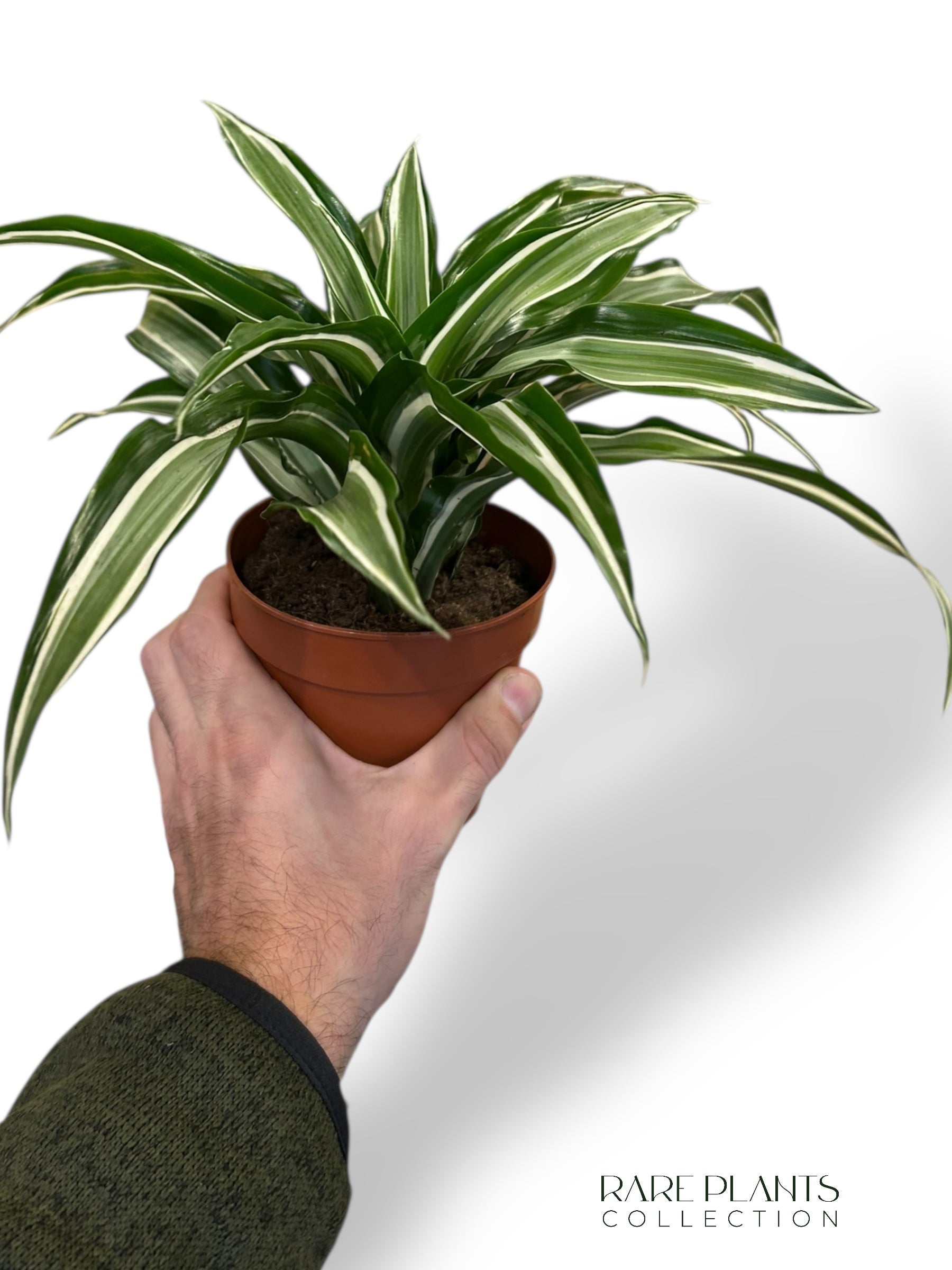 Dracaena Kanzi | Buy online