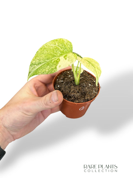 Monstera Mint