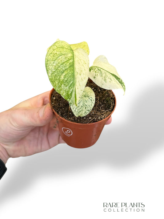 Monstera Mint