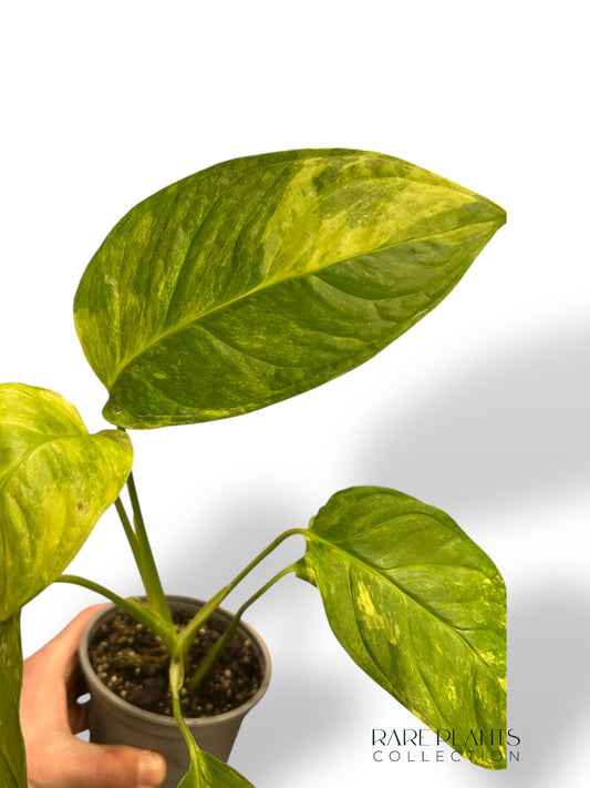 Monstera Mayuna Aurea Variegata