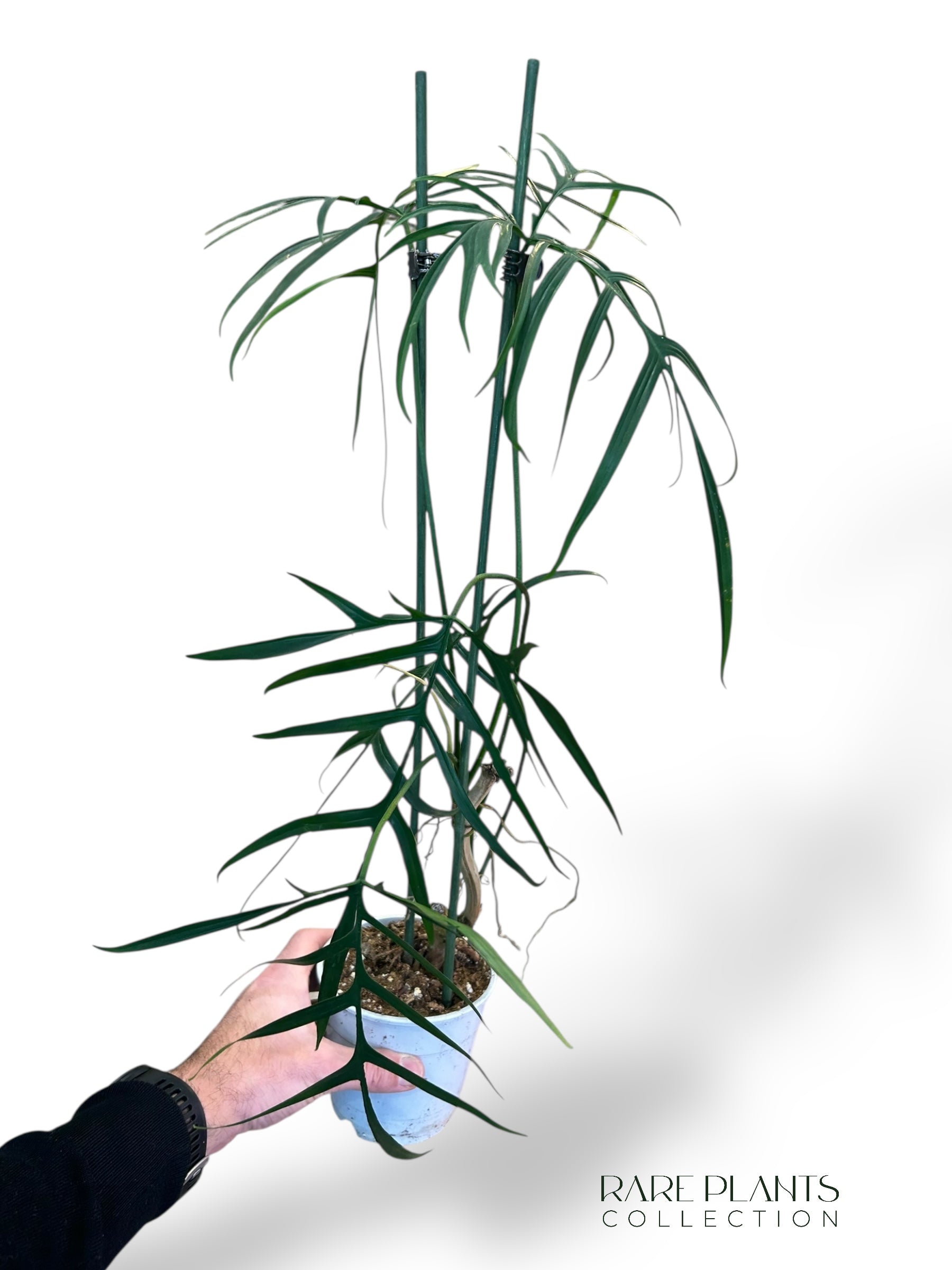 philodendron polypodioides care Philodendron Polypodioides | Buy online
