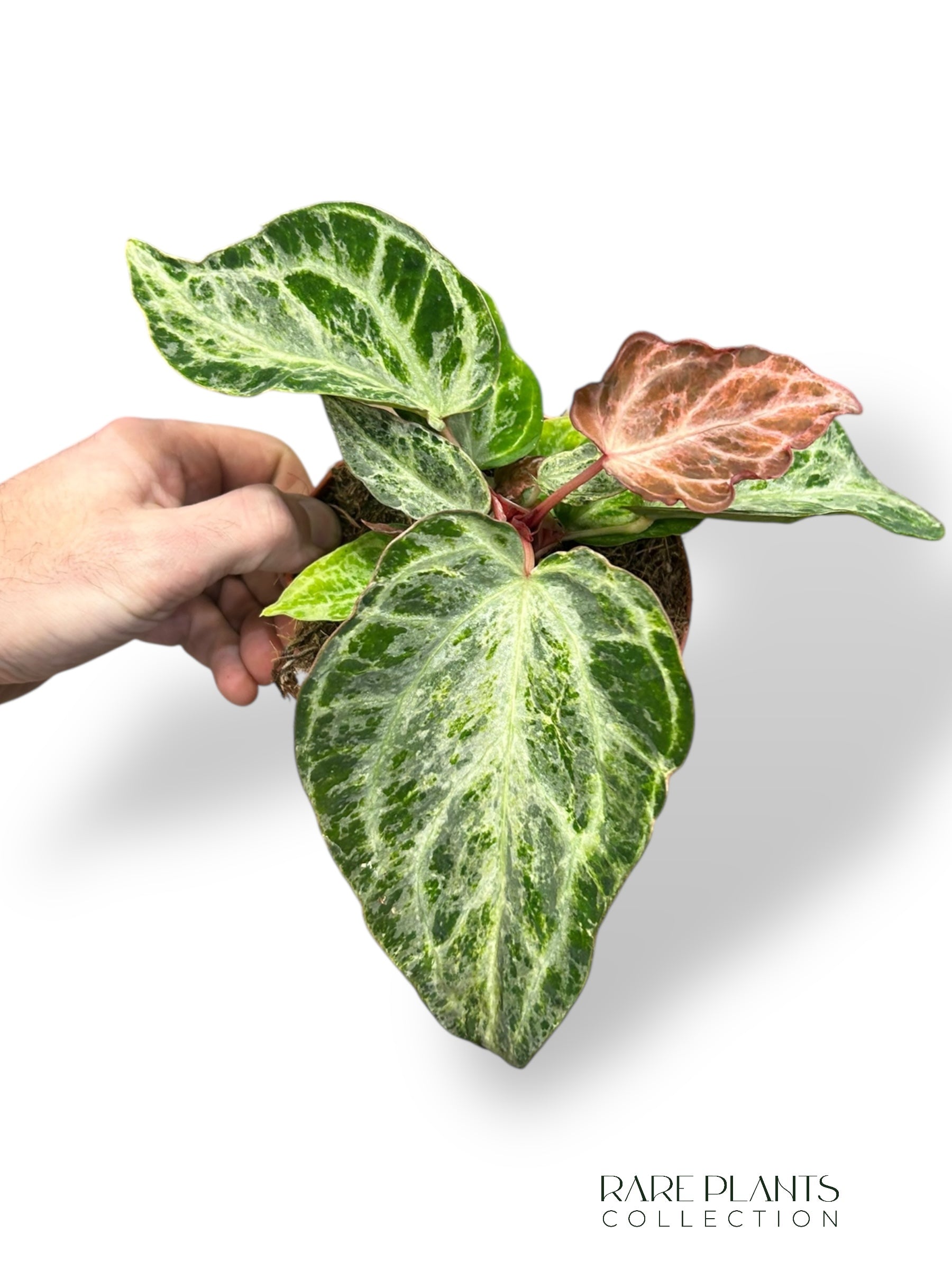 Anthurium Silver Blush Mint – Rare Plants Collection