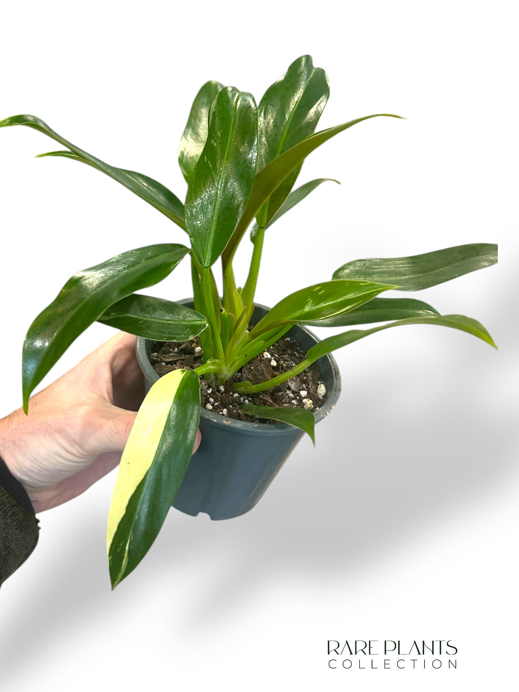 Philodendron Wend Imbe Variegata | Buy online | Rare Plants Collection