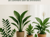 10 plantes pour pièce sombre