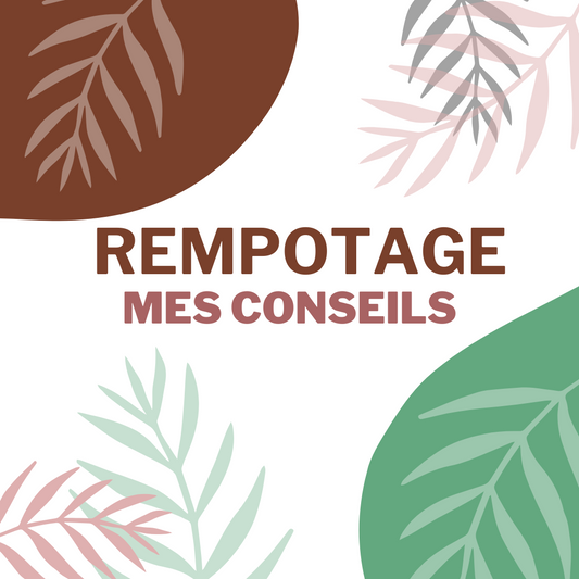Conseils pour le rempotage des plantes d'intérieur