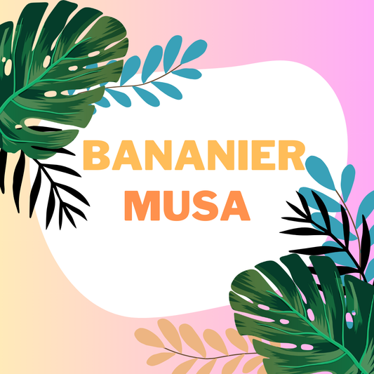 Les bananiers en intérieur