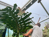 Entretien Alocasia : Conseils