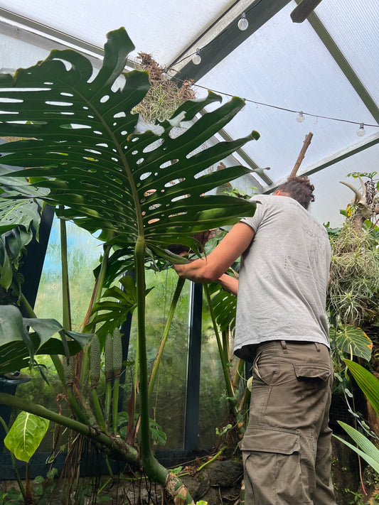 Entretien Alocasia : Conseils