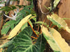 Entretien plantes grimpantes : Conseils