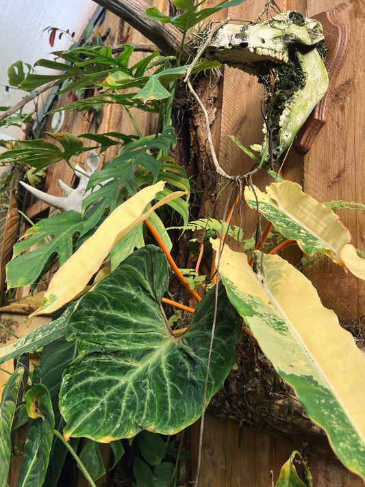 Entretien plantes grimpantes : Conseils