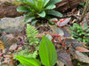 Entretien Général des plantes d'intérieur