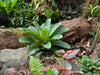 Entretien Général des plantes d'intérieur