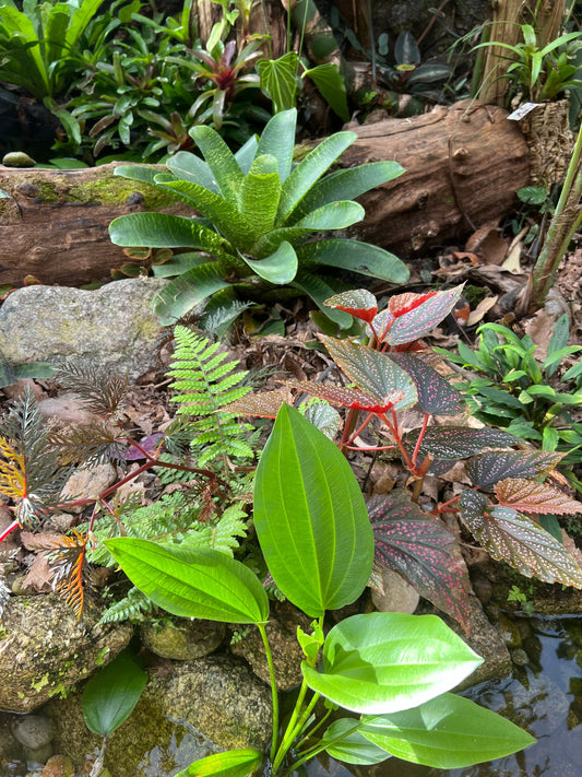 Entretien Général des plantes d'intérieur