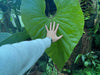 Entretien Anthuriums : Conseils