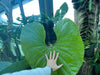 Entretien Anthuriums : Conseils