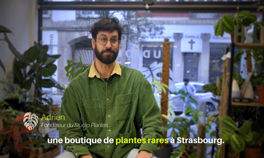 Interview Studio Plantes - Strasbourg