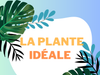 La plante d’intérieur parfaite?