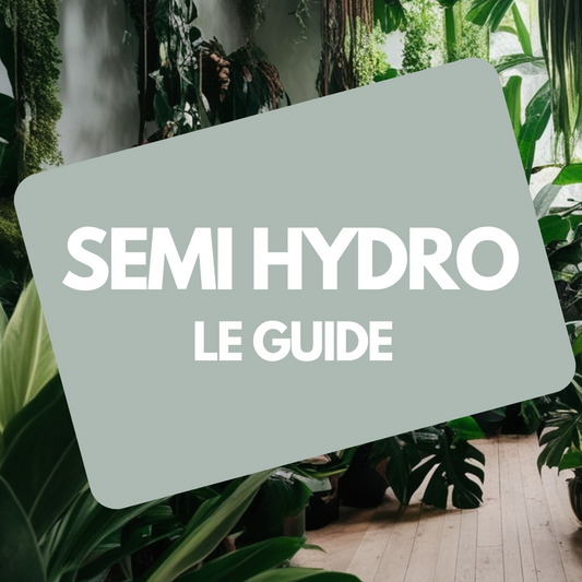 Culture en semi-hydro : guide complet pour plantes d’intérieur