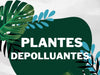 Plantes d’interieur depolluantes: le mythe