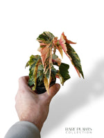 Bégonia Ginny Galaxy Variegata