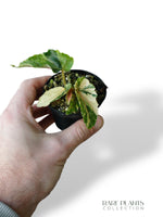 Bégonia Ginny Galaxy Variegata