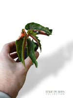 Bégonia Ginny Galaxy Variegata