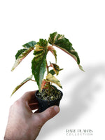 Bégonia Ginny Galaxy Variegata