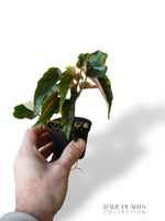 Bégonia Ginny Galaxy Variegata