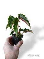 Bégonia Ginny Galaxy Variegata