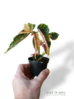 Bégonia Ginny Galaxy Variegata