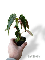 Bégonia Ginny Galaxy Variegata