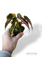 Bégonia Ginny Galaxy Variegata