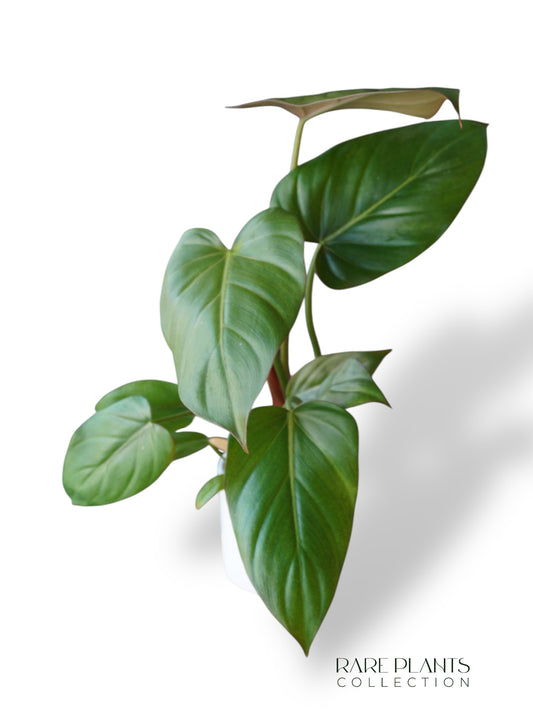 Philodendron Summer Glory