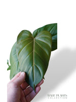 Philodendron Summer Glory