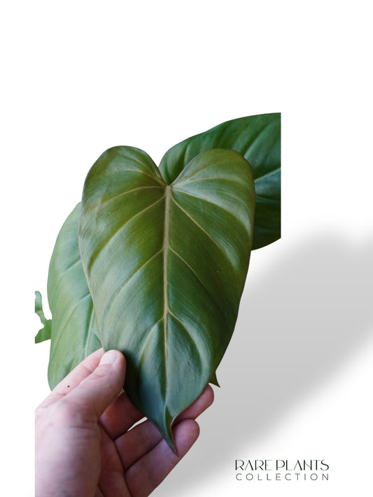 Philodendron Summer Glory